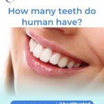how many teeth do humans have?