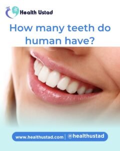 how many teeth do humans have?